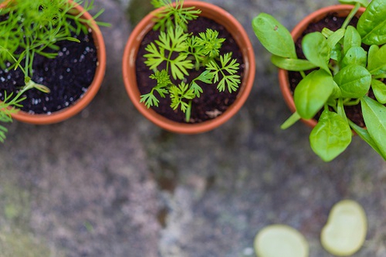 Archenfield Benefice blog image - How do we grow as Christians?