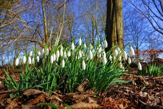 Archenfield Benefice blog image - From our Rural Dean: February 2019
