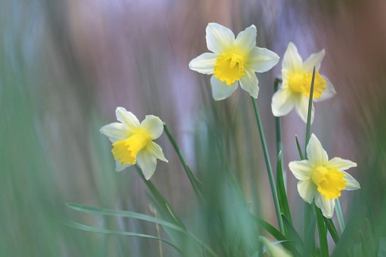 Archenfield Benefice blog image - From Frances, our Associate Minister: March 2018
