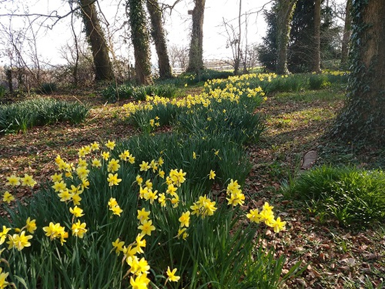 Archenfield Benefice blog image - March eco-tip