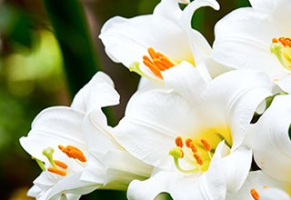Lilies